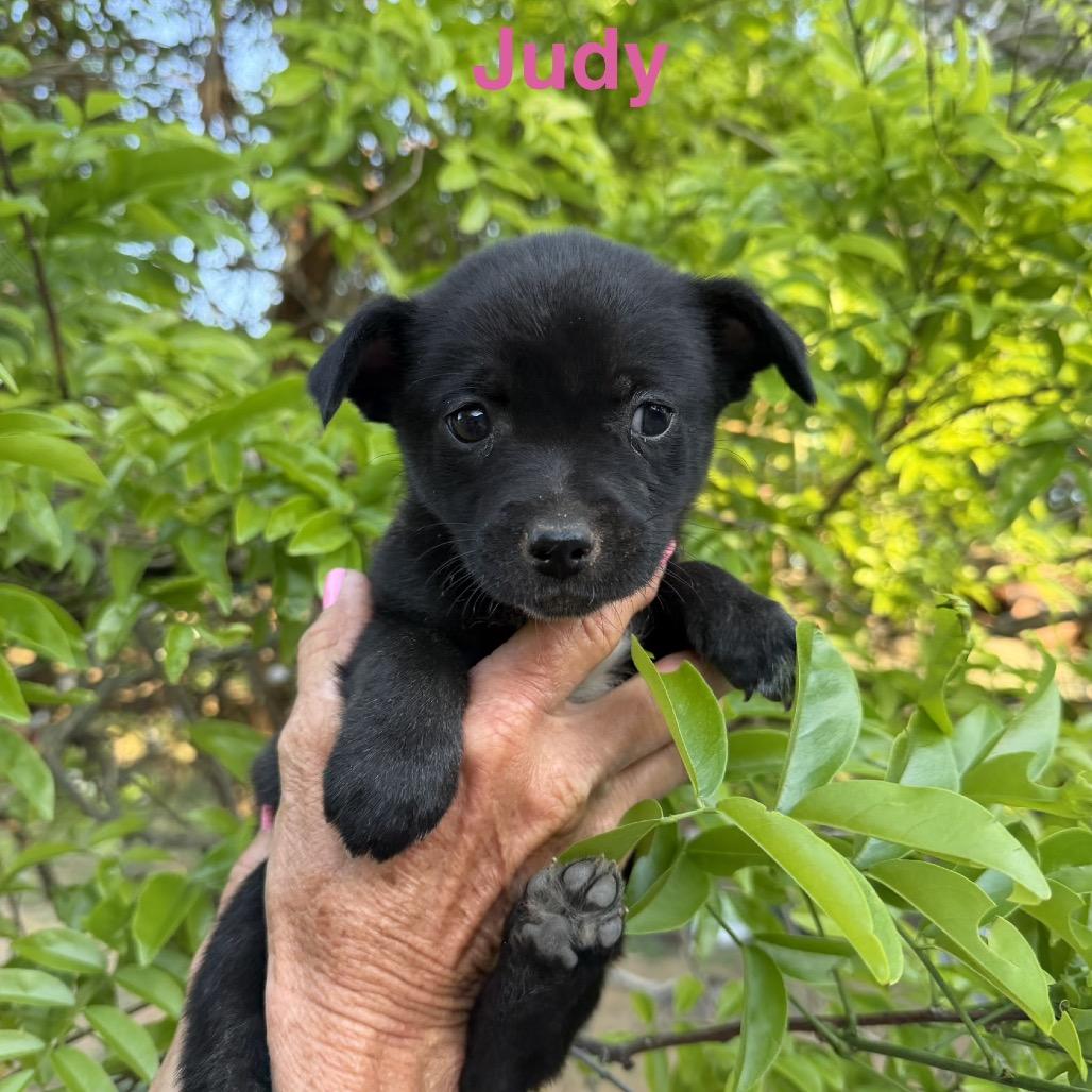 Enlarge Gwen, a Adoptable mixed breed in Wadena, MN image 1/2