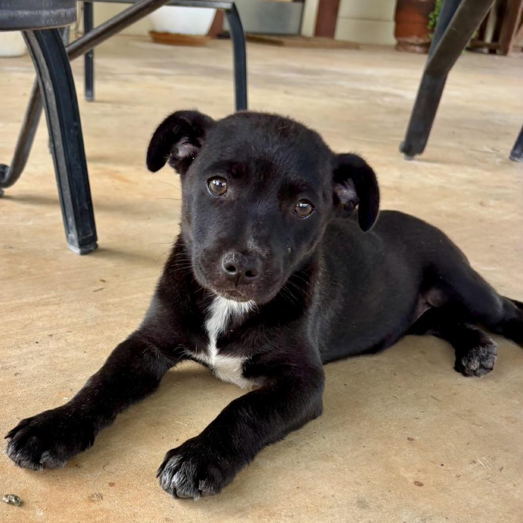 Enlarge Gwen, a Adoptable mixed breed in Wadena, MN image 2/2