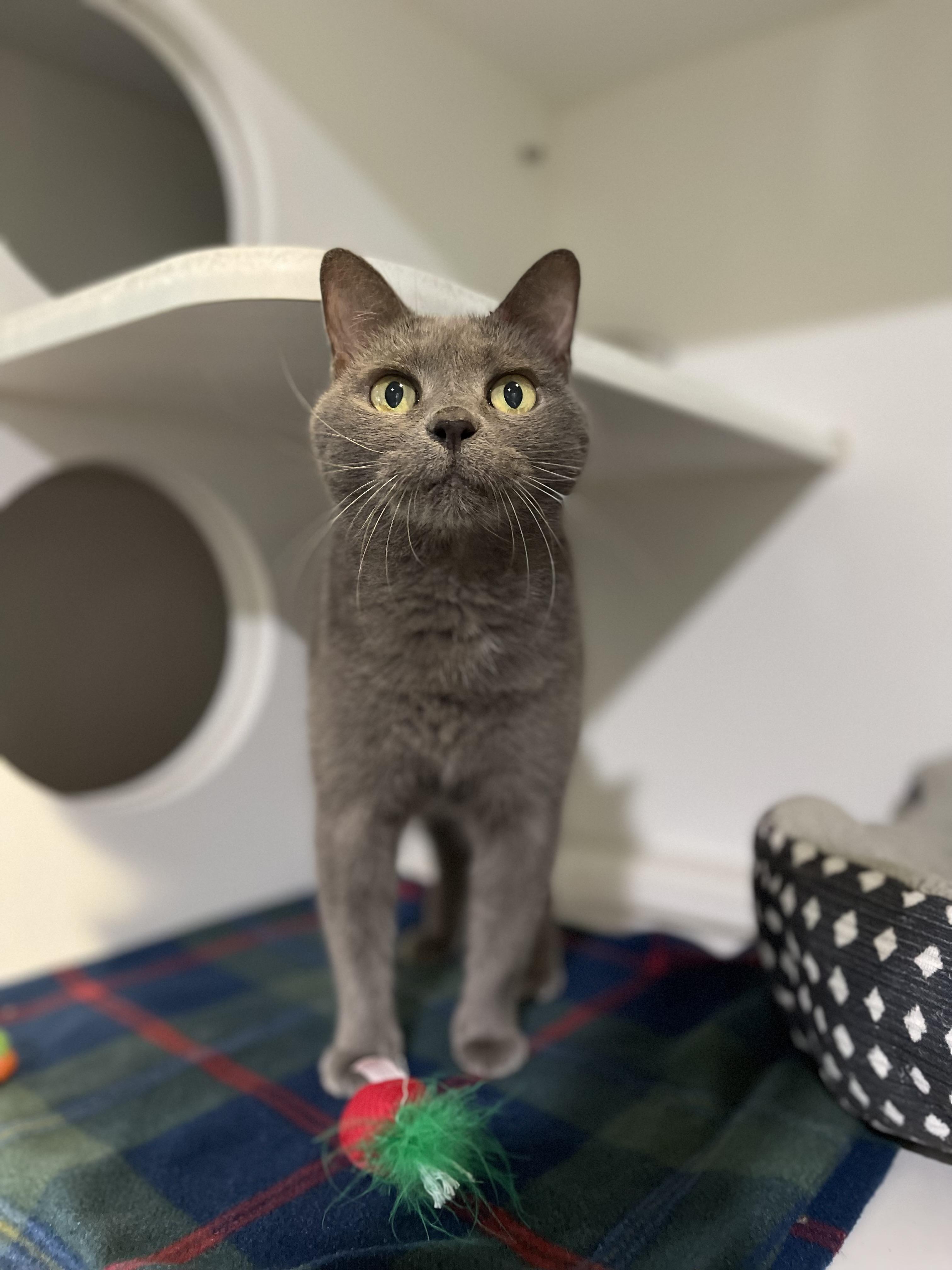 Starry, an adoptable Domestic Short Hair in Winthrop, ME, 04364 | Photo Image 1