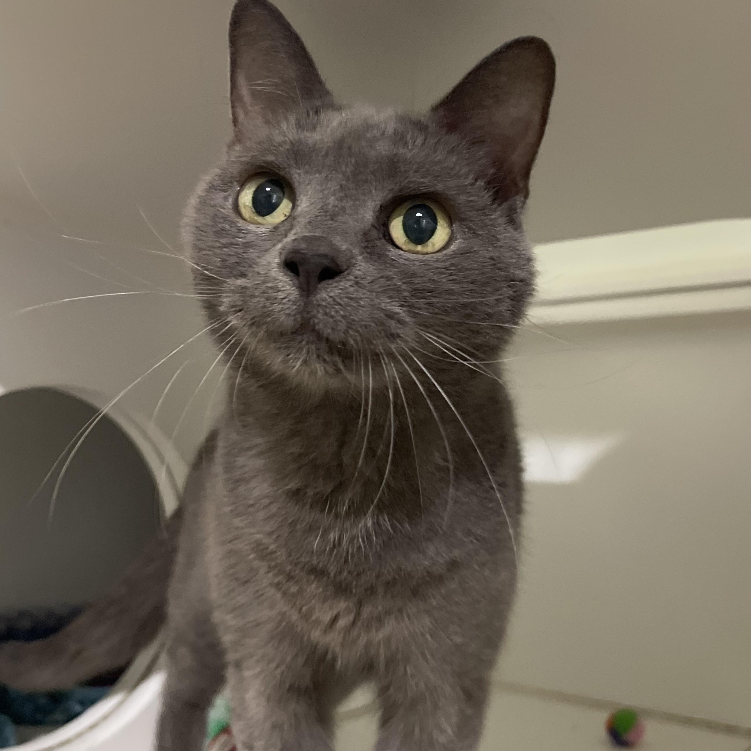 Starry, an adoptable Domestic Short Hair in Winthrop, ME, 04364 | Photo Image 4