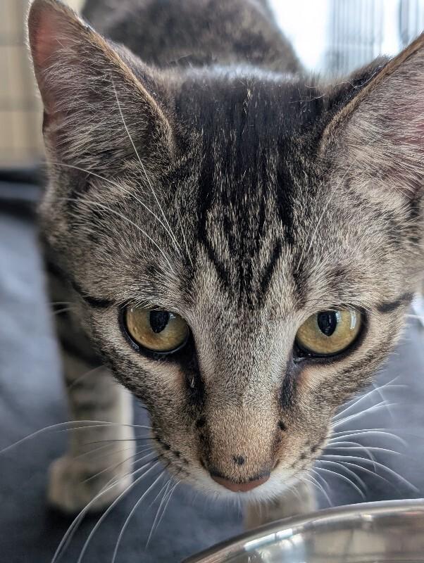 Merci, Adoptable, Young Female Domestic Short Hair.
