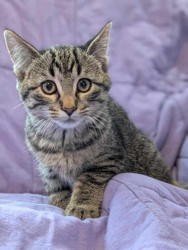 Enlarge Merci, a Adoptable Domestic Short Hair in Adrian, MI image 2/2