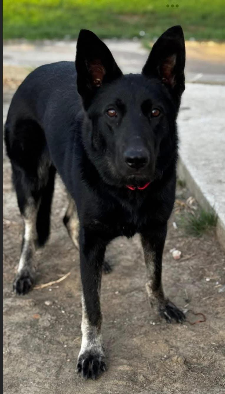 Vallen, Adoptable, Adult Female German Shepherd Dog.