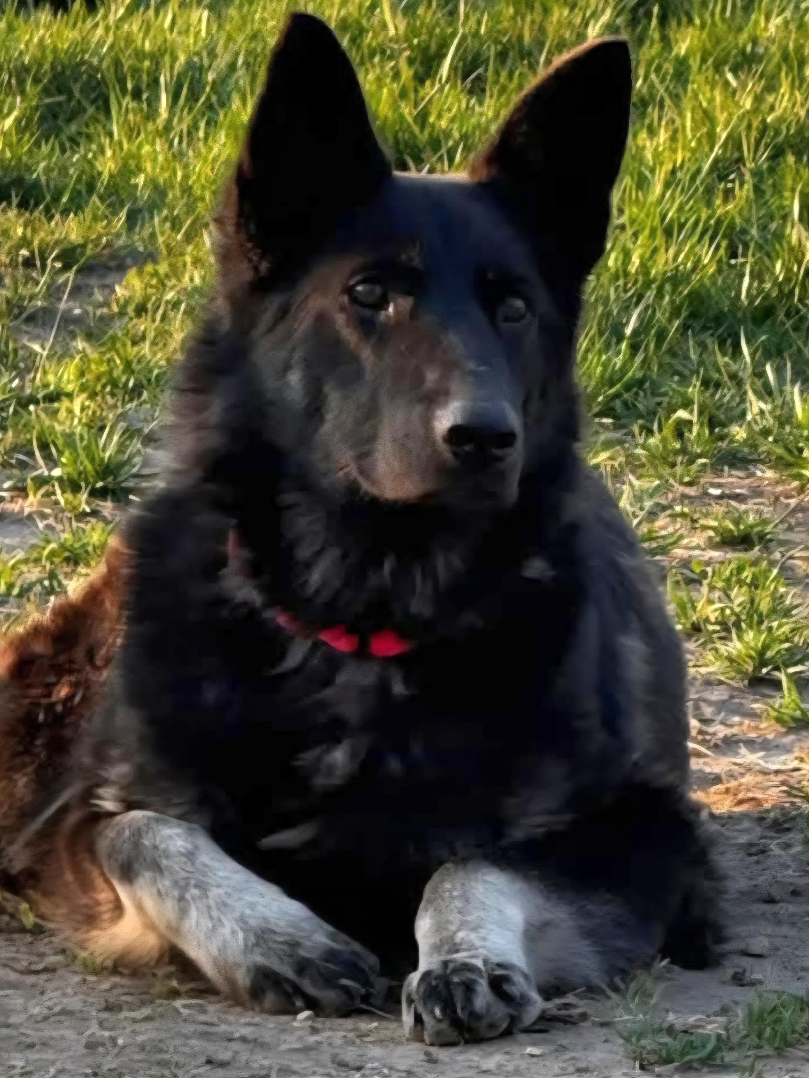 Vallen, a Adoptable mixed breed in Sioux City, IA image 2/6