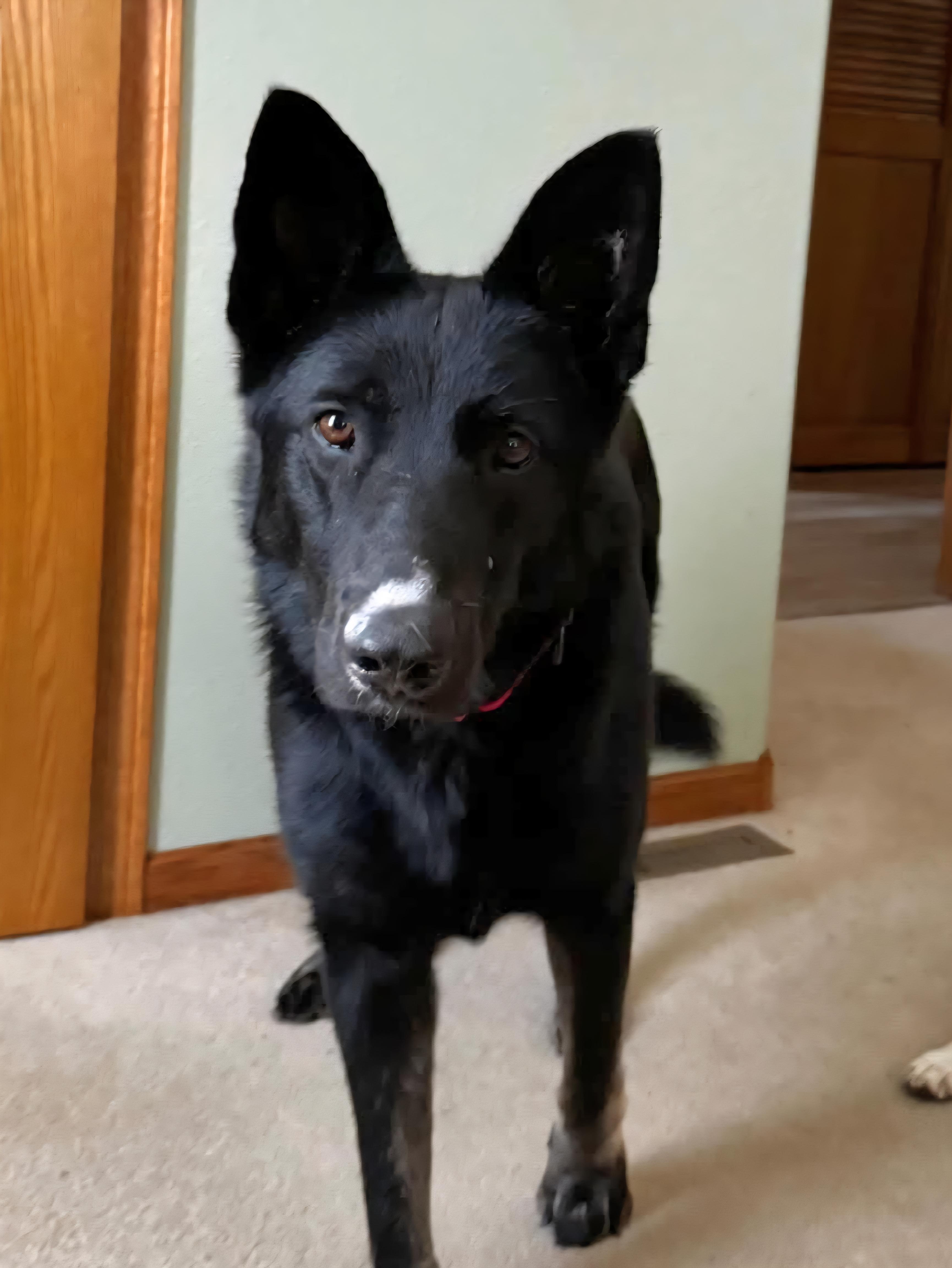 Vallen, a Adoptable mixed breed in Sioux City, IA image 4/6