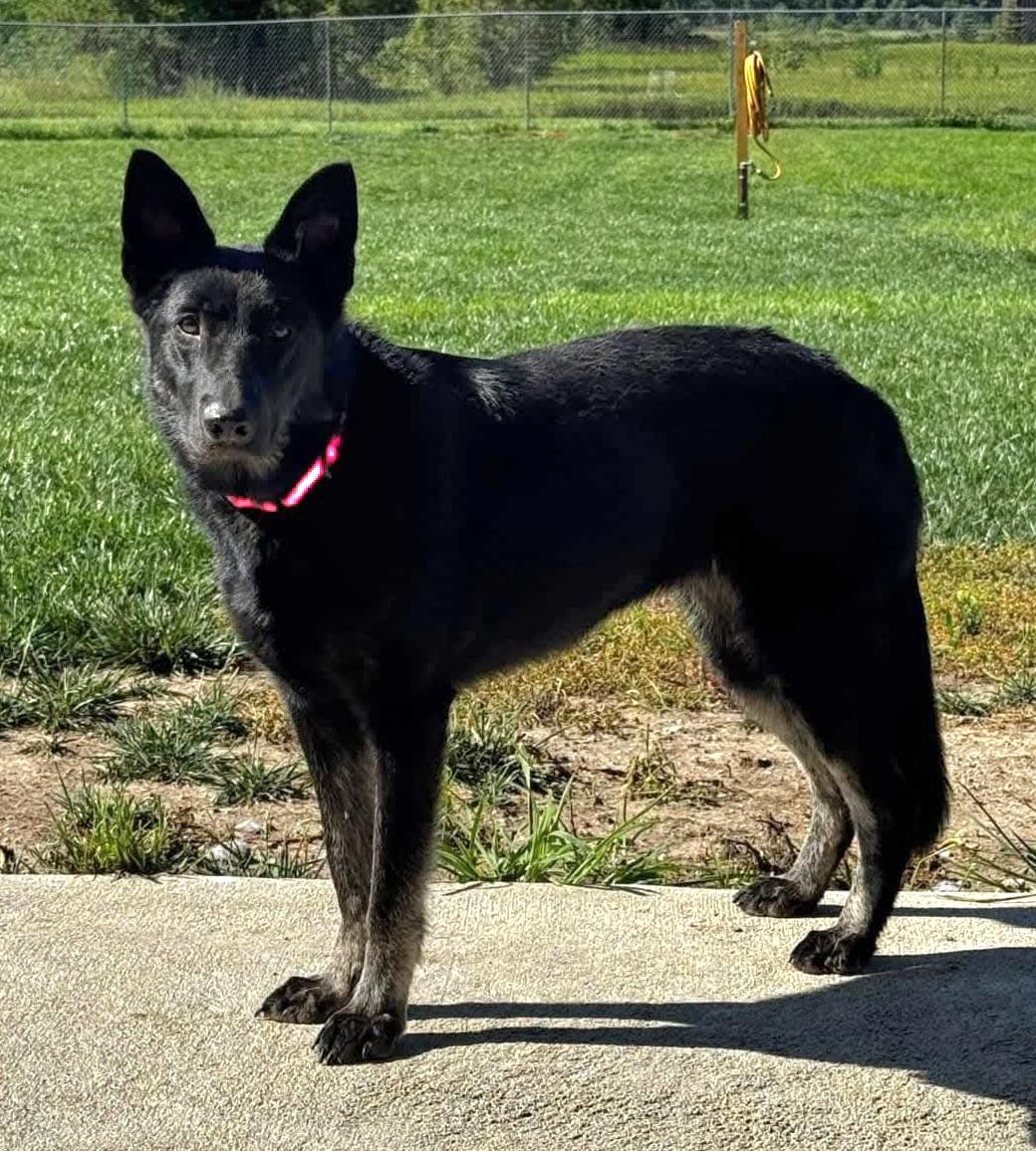 Vallen, a Adoptable mixed breed in Sioux City, IA image 5/6