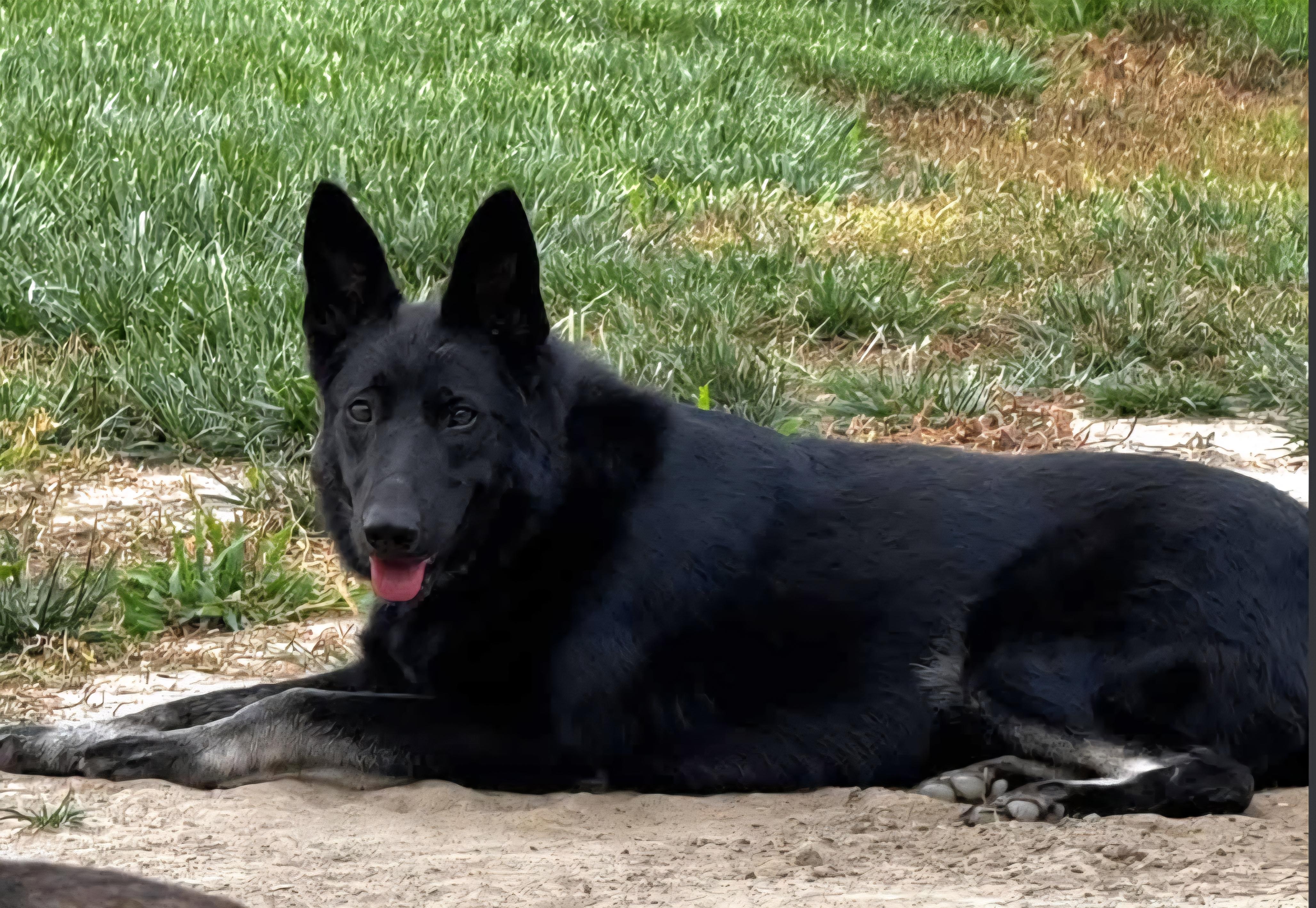 Vallen, a Adoptable mixed breed in Sioux City, IA image 6/6