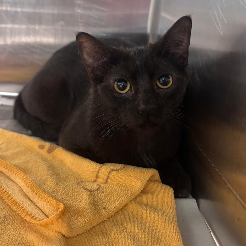 Sally, Adoptable, Young Female Domestic Short Hair.