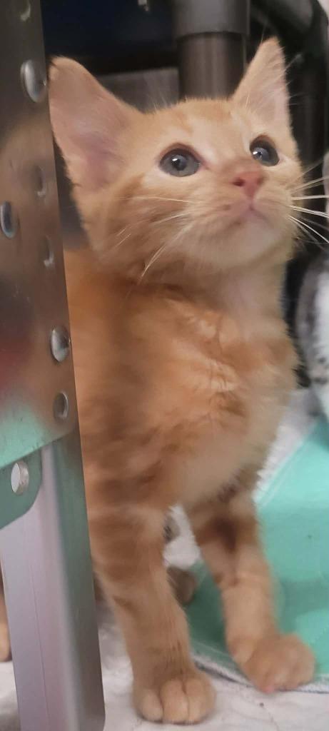Jo-Jo, Adoptable, Kitten Male Domestic Short Hair.