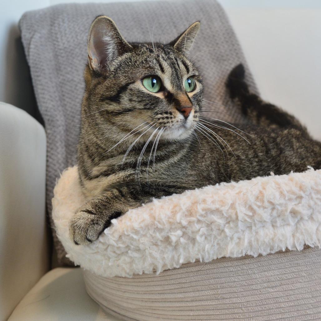 Enlarge Parsnip, a Adoptable Domestic Short Hair in North Battleford, SK image 1/6