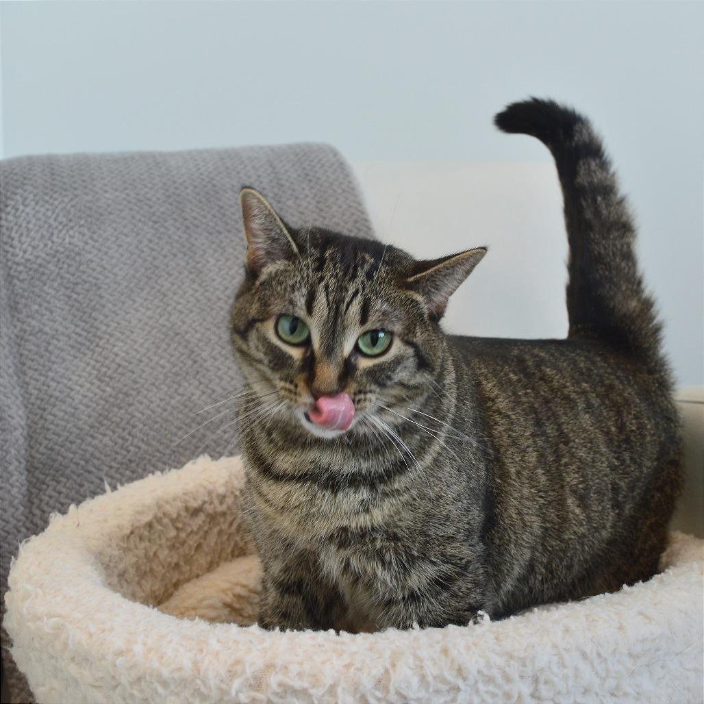 Enlarge Parsnip, a Adoptable Domestic Short Hair in North Battleford, SK image 2/6