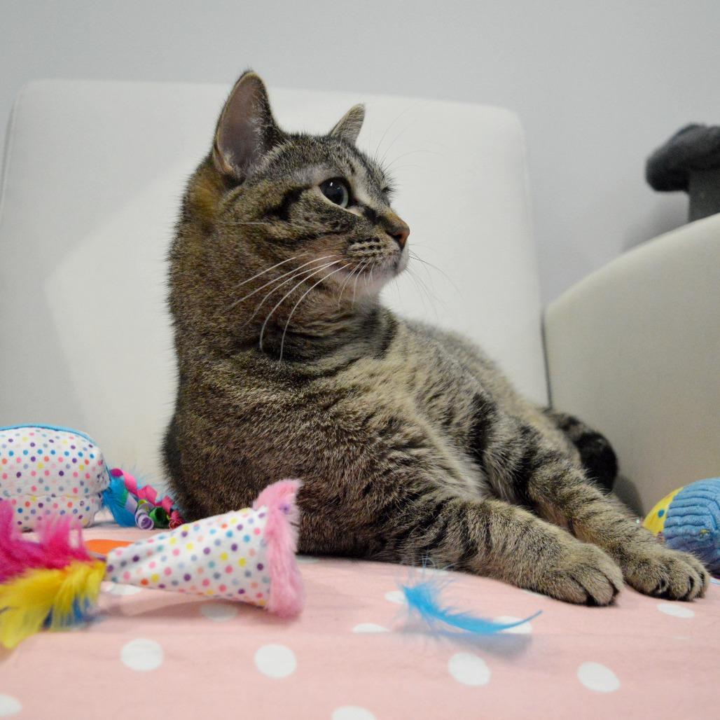 Enlarge Parsnip, a Adoptable Domestic Short Hair in North Battleford, SK image 3/6