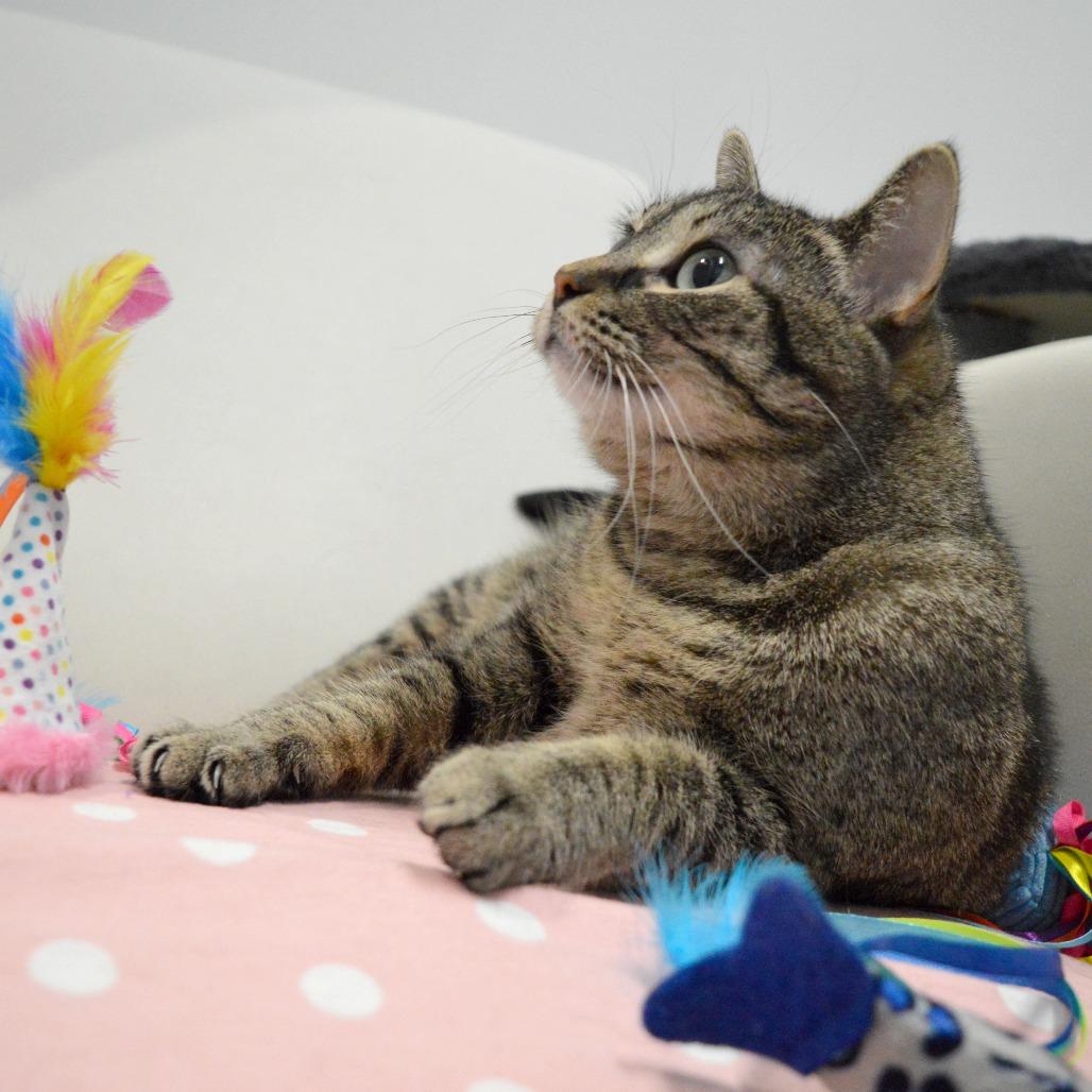 Enlarge Parsnip, a Adoptable Domestic Short Hair in North Battleford, SK image 3/6