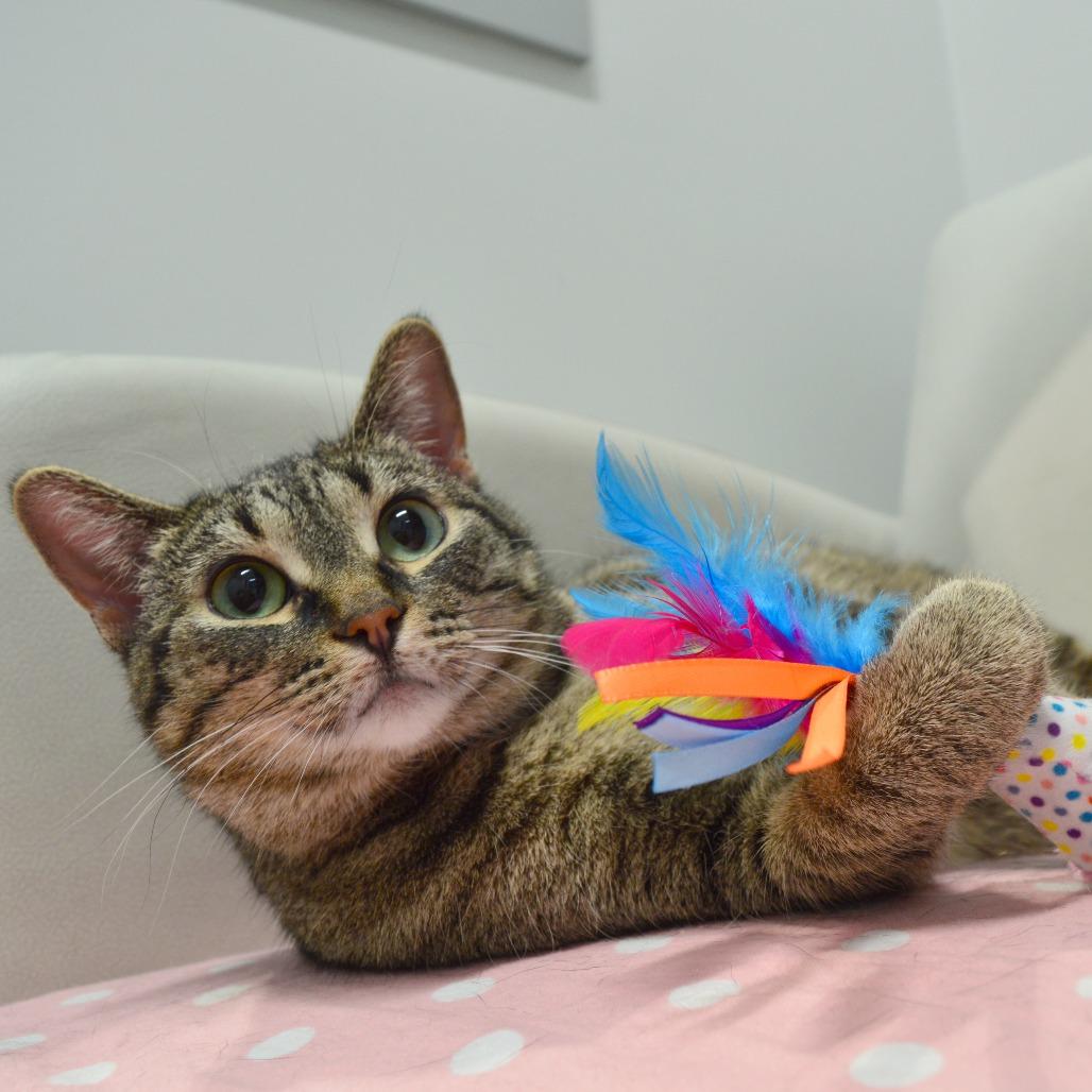 Enlarge Parsnip, a Adoptable Domestic Short Hair in North Battleford, SK image 5/6