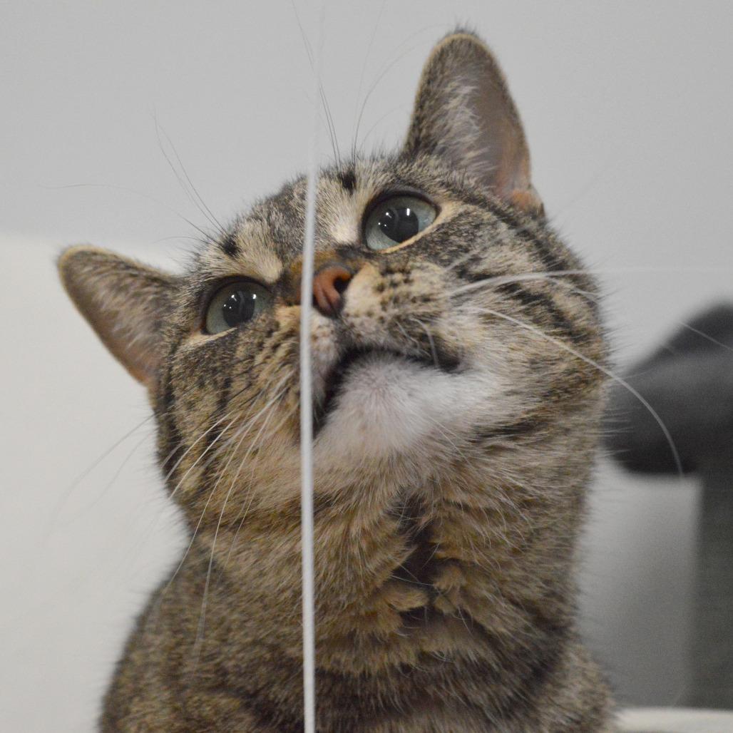 Enlarge Parsnip, a Adoptable Domestic Short Hair in North Battleford, SK image 6/6