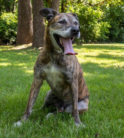 Dax, Adoptable, Adult Male Plott Hound & Mixed Breed.