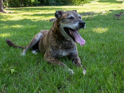 Dax, Adoptable, Adult Male Plott Hound & Mixed Breed.