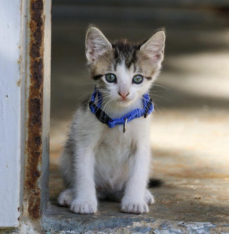 BANJO (1.6 lbs), Adoptable, Kitten Male Siamese & Domestic Medium Hair.