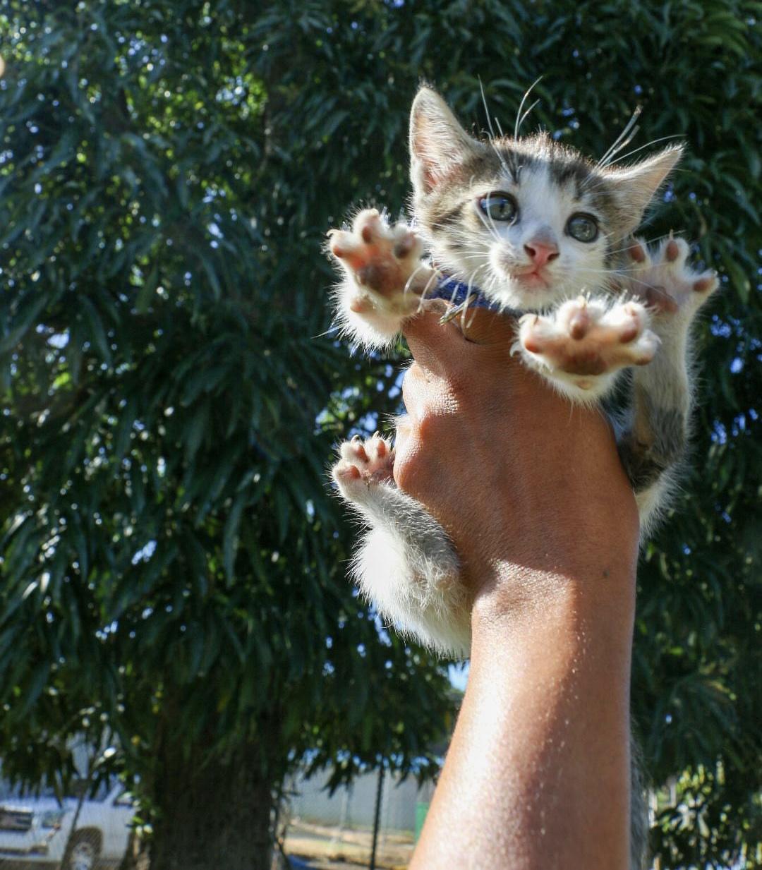 Enlarge BANJO (1.6 lbs), a Adoptable mixed breed in New York, NY image 5/5