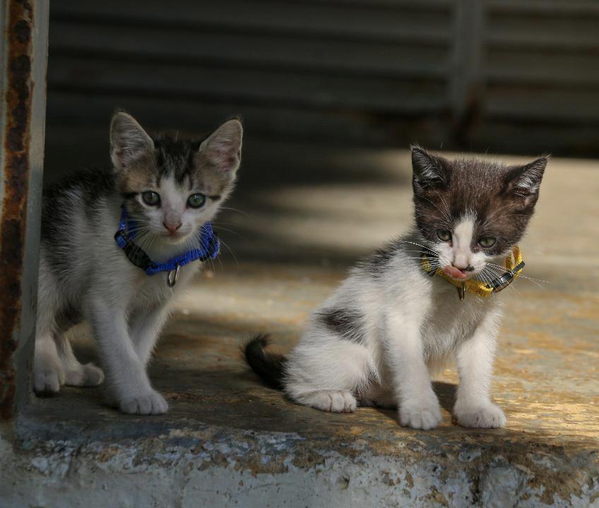 Enlarge BANJO (1.6 lbs), a Adoptable mixed breed in New York, NY image 3/5