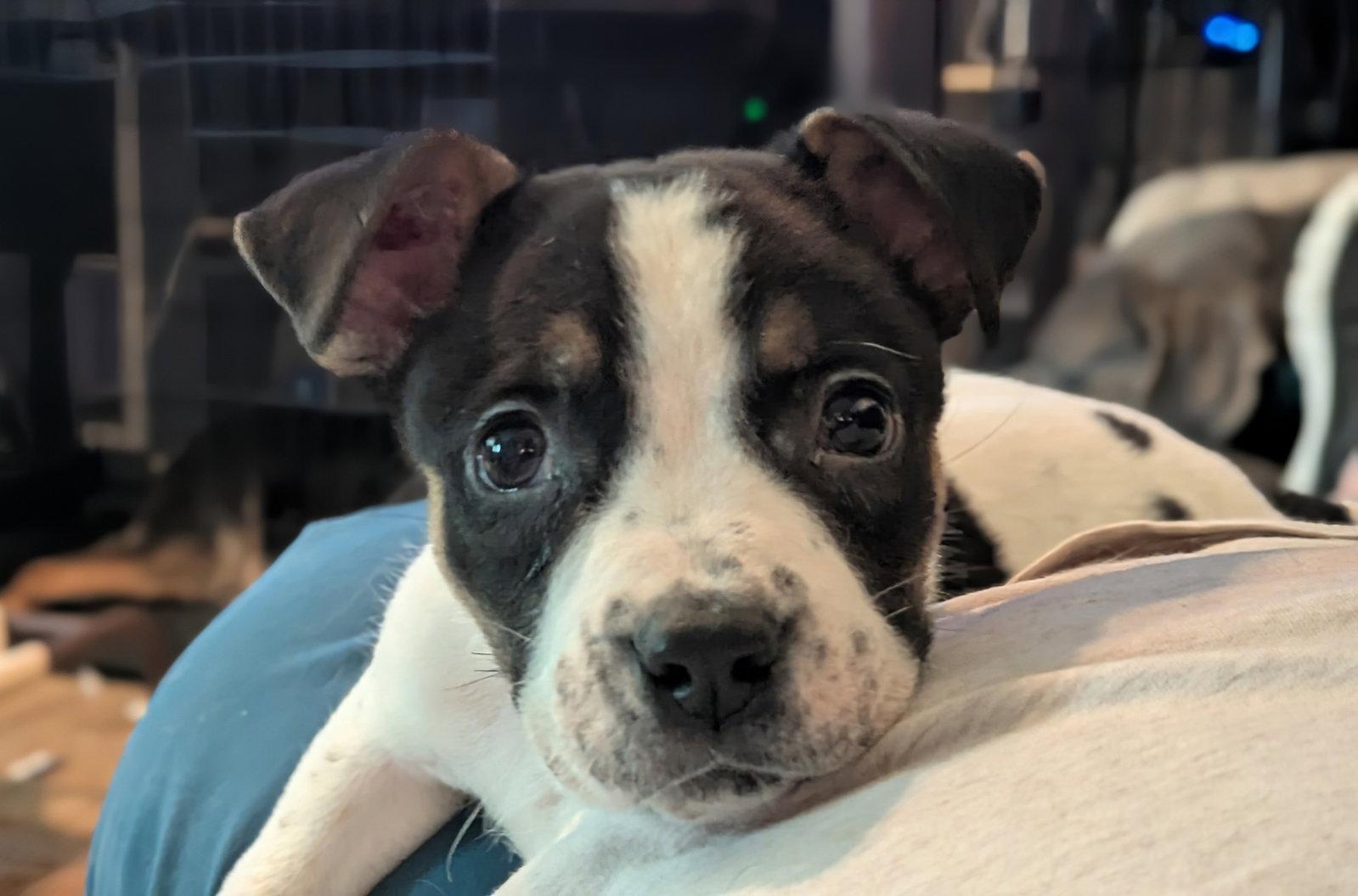 Holland, Adoptable, Puppy Male Border Collie.