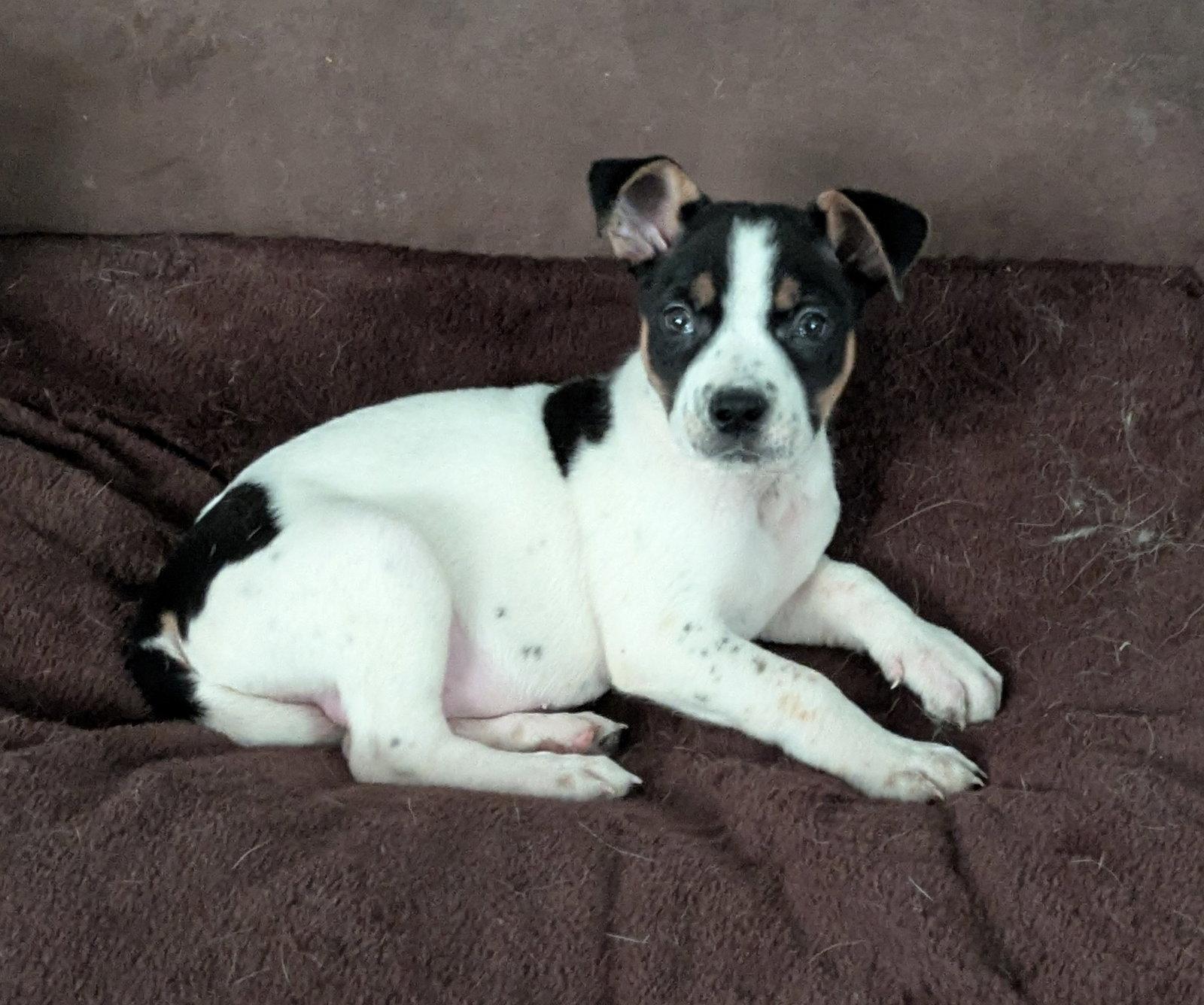 Enlarge Holland, a Adoptable Border Collie in St. Louis, MO image 2/3