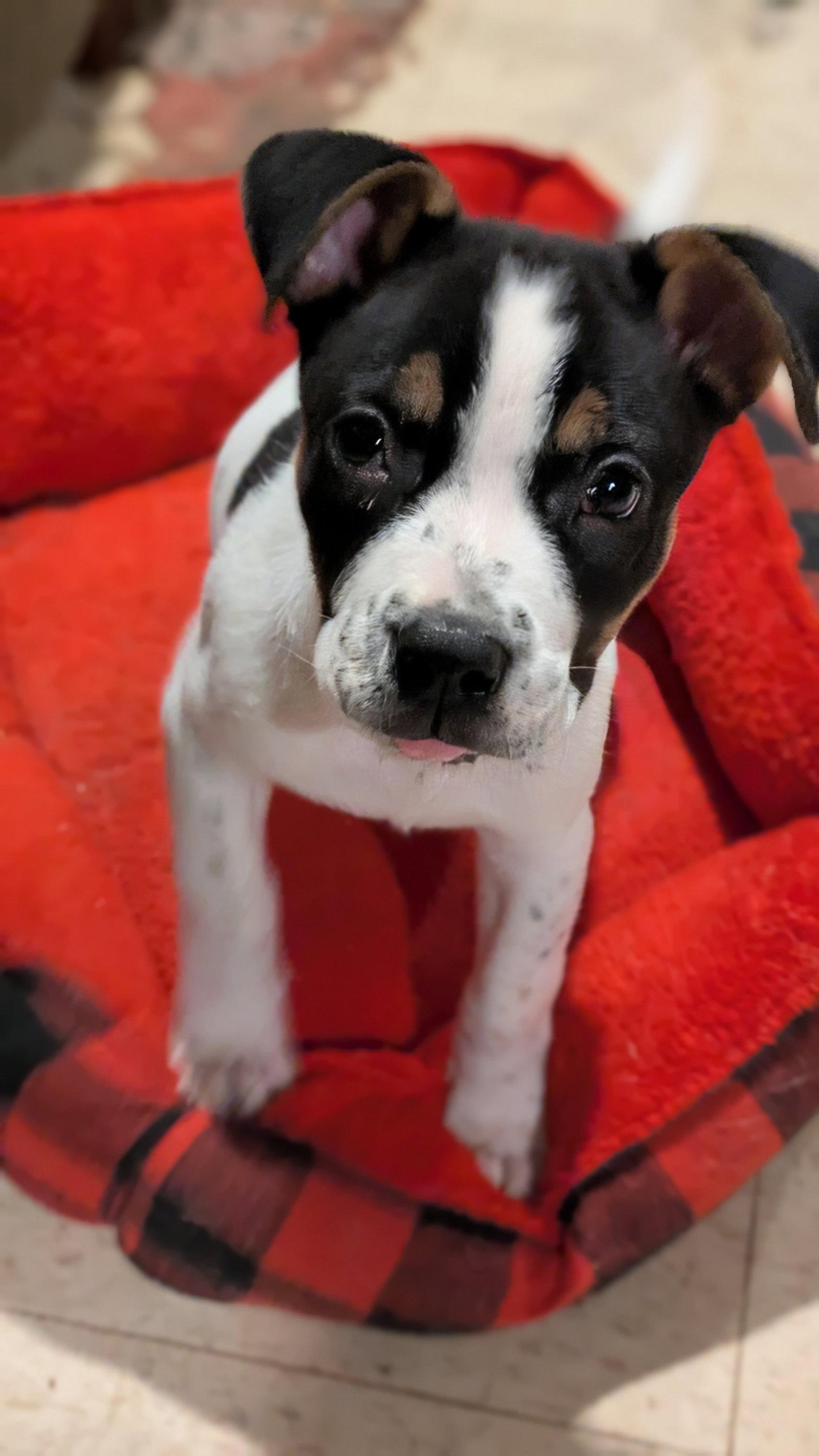 Enlarge Holland, a Adoptable Border Collie in St. Louis, MO image 3/3
