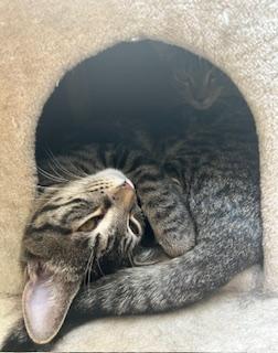 Enlarge Trinity, a ADOPTABLE Domestic Short Hair in Wayland, MA image 5/6