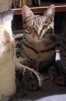 Enlarge Trinity, a ADOPTABLE Domestic Short Hair in Wayland, MA image 2/6