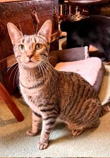 Enlarge Trinity, a ADOPTABLE Domestic Short Hair in Wayland, MA image 3/6