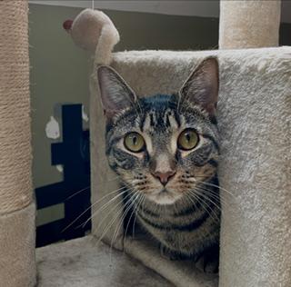 Enlarge Trinity, a ADOPTABLE Domestic Short Hair in Wayland, MA image 4/6
