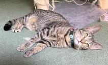 Enlarge Trinity, a ADOPTABLE Domestic Short Hair in Wayland, MA image 6/6