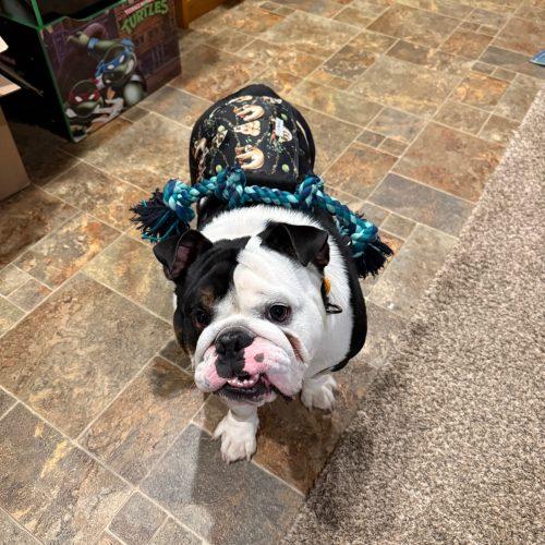 Tank, Adoptable, Young Male English Bulldog.