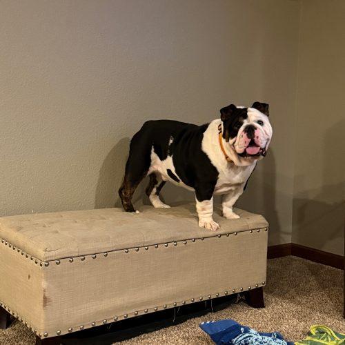Enlarge Tank, a Adoptable English Bulldog in Chicago, IL image 2/6