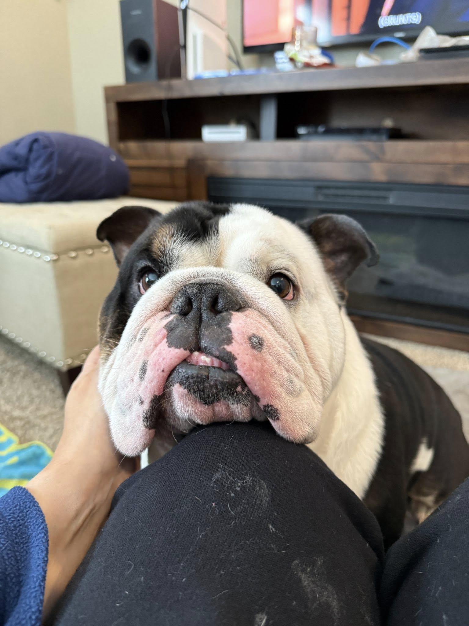 Enlarge Tank, a Adoptable English Bulldog in Chicago, IL image 3/6
