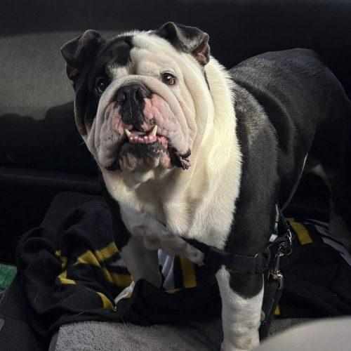 Enlarge Tank, a Adoptable English Bulldog in Chicago, IL image 4/6