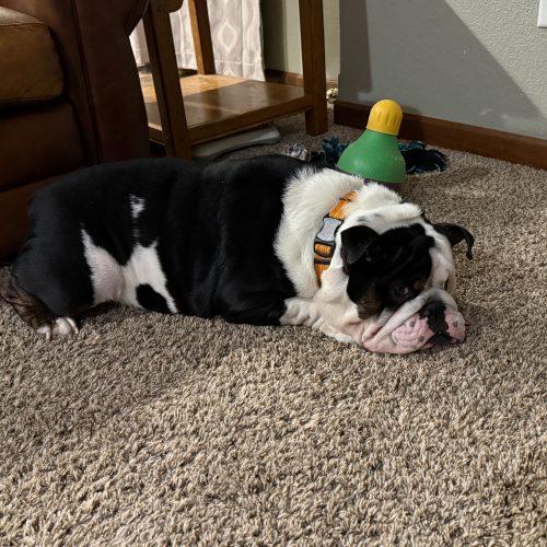 Enlarge Tank, a Adoptable English Bulldog in Chicago, IL image 5/6