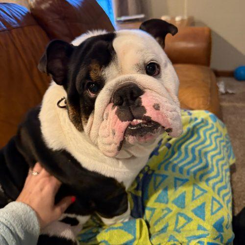 Enlarge Tank, a Adoptable English Bulldog in Chicago, IL image 6/6