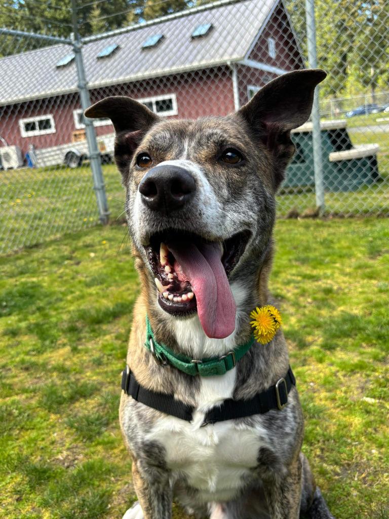 Kyle ICD-281-24, a Adoptable mixed breed in Coupeville, WA image 1/6
