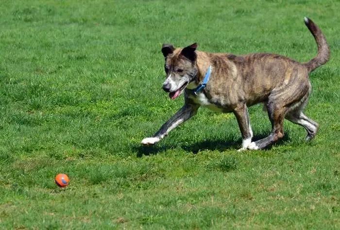 Kyle ICD-281-24, a Adoptable mixed breed in Coupeville, WA image 2/6