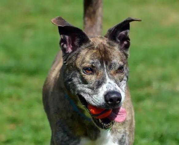 Kyle ICD-281-24, a Adoptable mixed breed in Coupeville, WA image 3/6