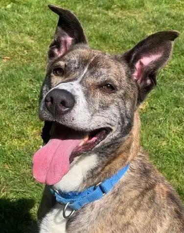 Kyle ICD-281-24, a Adoptable mixed breed in Coupeville, WA image 4/6