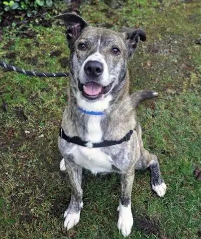 Kyle ICD-281-24, a Adoptable mixed breed in Coupeville, WA image 5/6