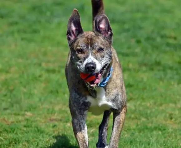 Kyle ICD-281-24, a Adoptable mixed breed in Coupeville, WA image 6/6