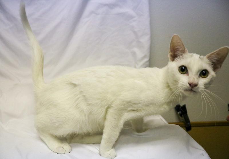 Cass, a Adoptable Domestic Short Hair in Denver, CO image 1/2