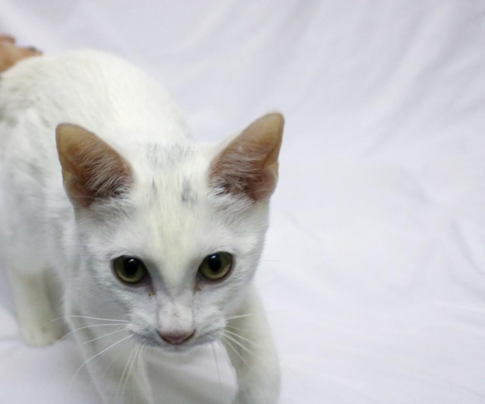 Cass, a Adoptable Domestic Short Hair in Denver, CO image 2/2