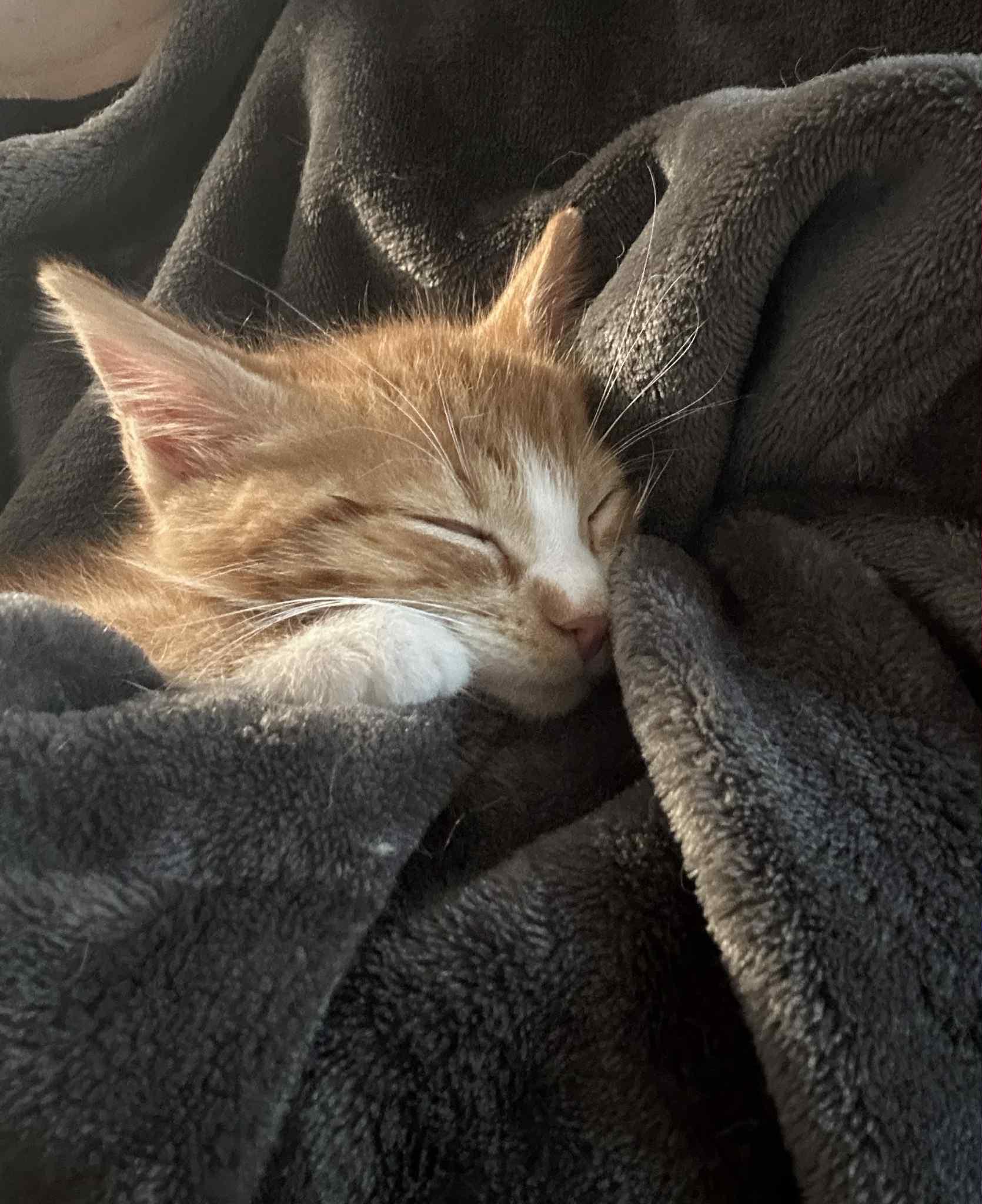 Enlarge Rocky, a Adopted Tabby in New Bedford, MA image 2/6