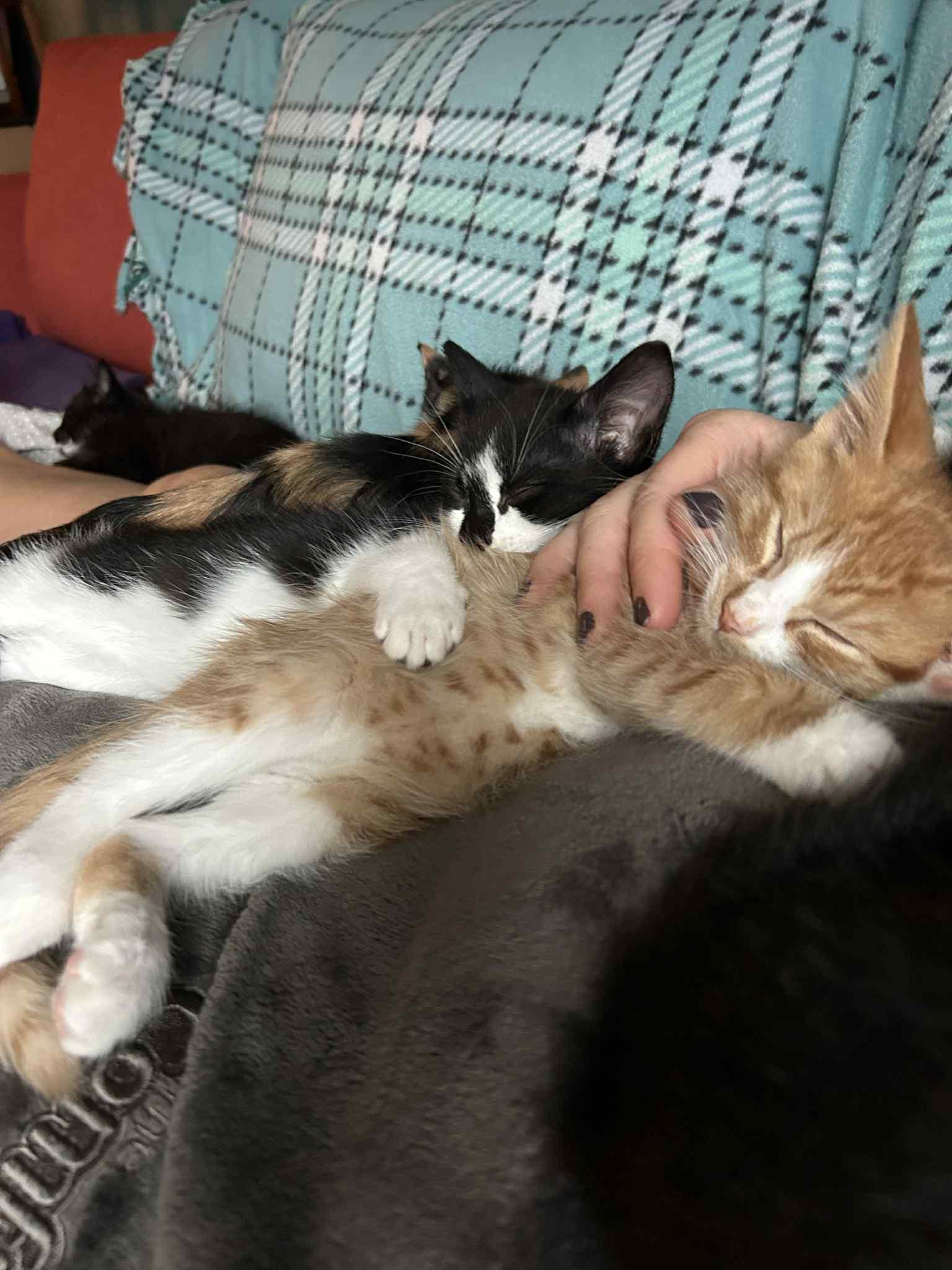 Enlarge Rocky, a Adopted Tabby in New Bedford, MA image 3/6