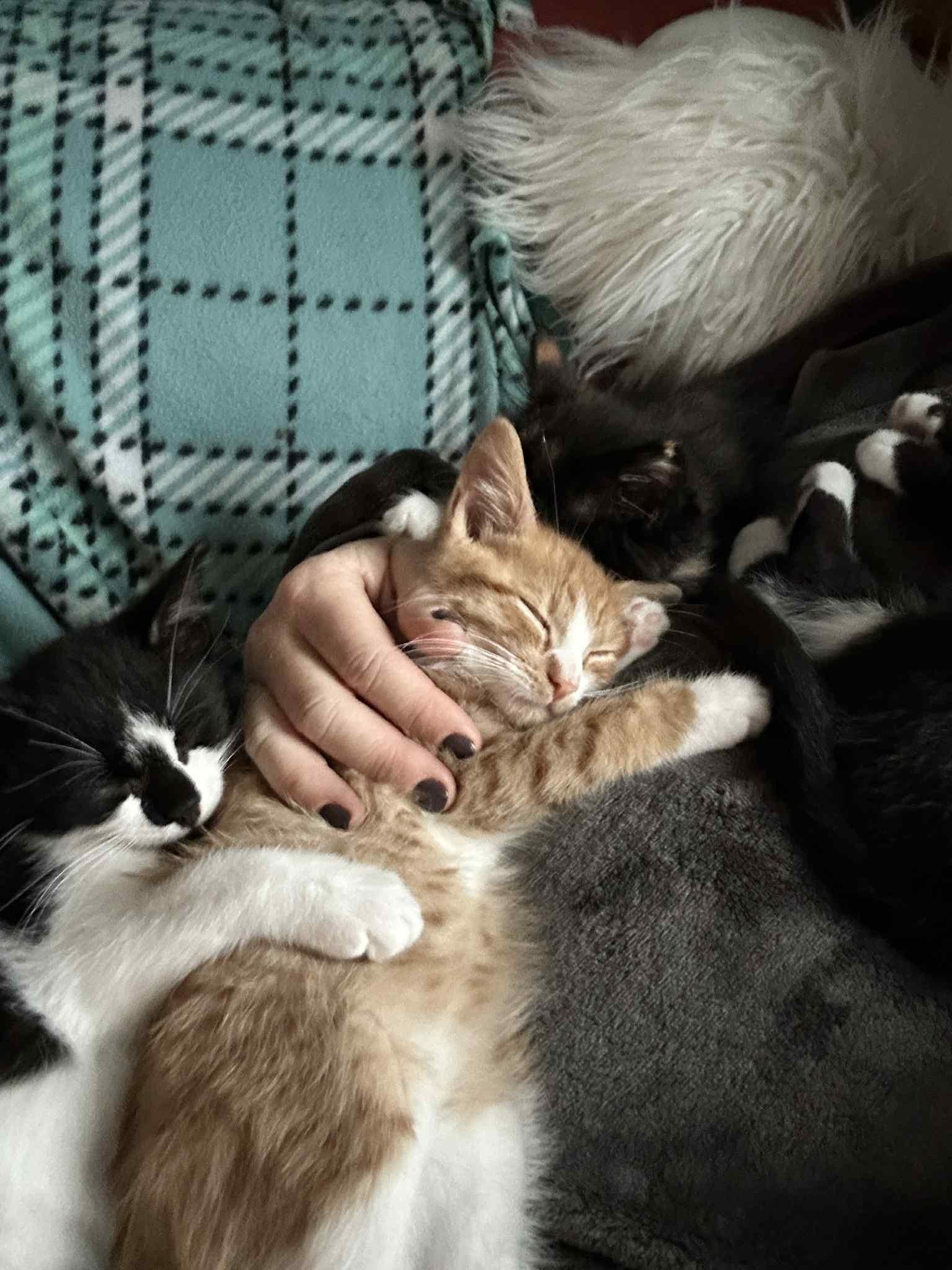Enlarge Rocky, a Adopted Tabby in New Bedford, MA image 4/6