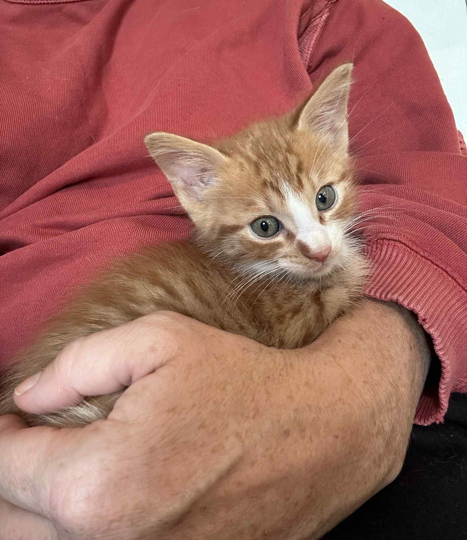 Enlarge Rocky, a Adopted Tabby in New Bedford, MA image 5/6